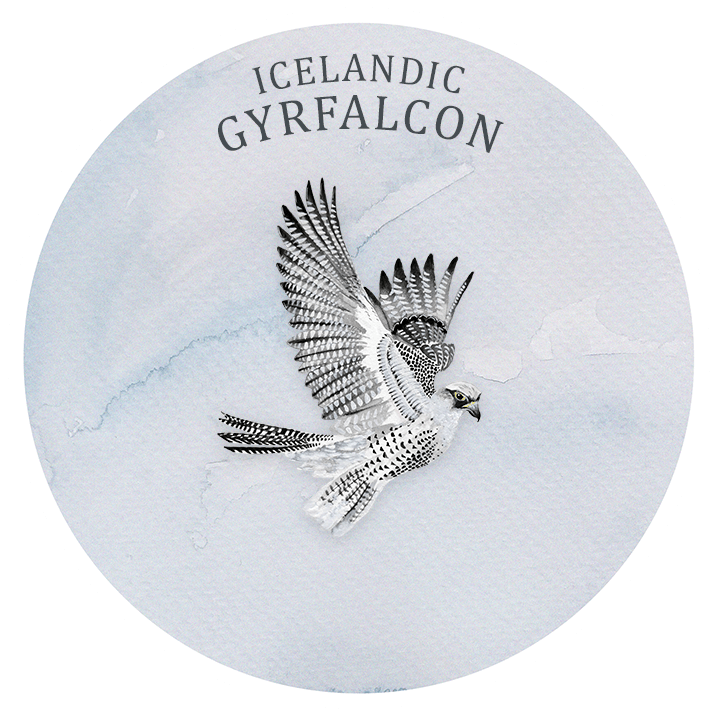 icelandic gyrfalcon