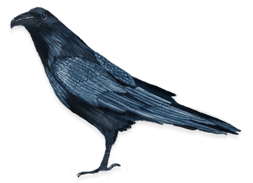 icelandic northern raven