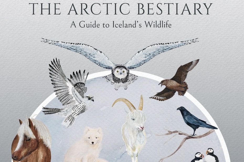 The Arctic Bestiary - A Guide to Iceland's Wildlife