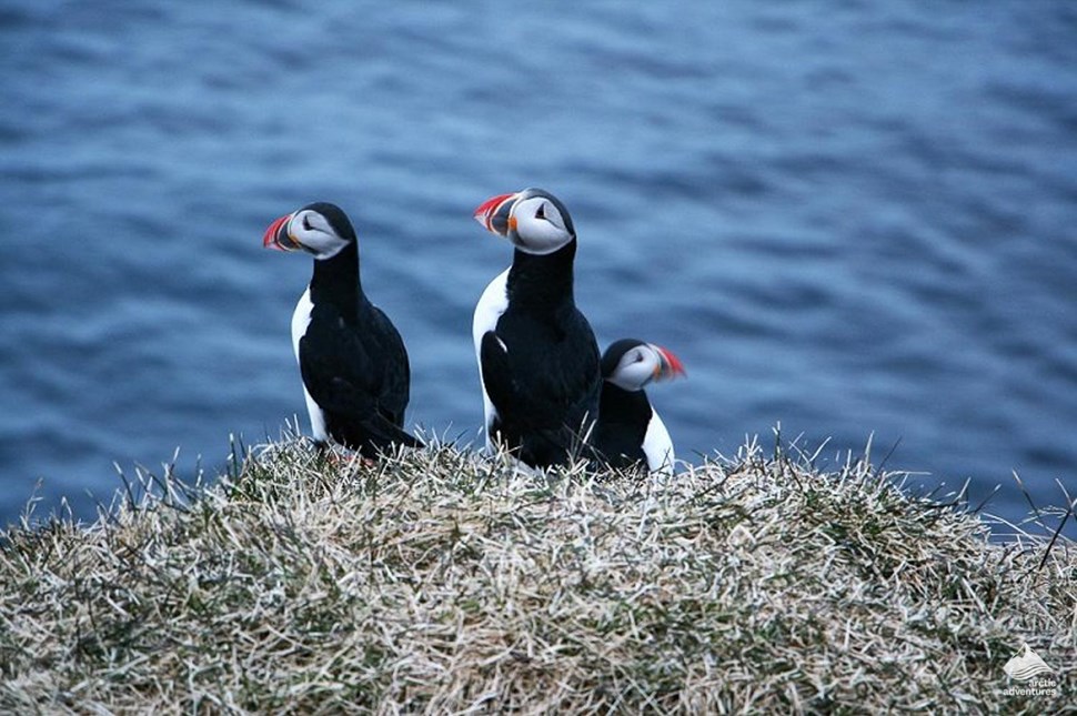 group of Puffins in Iceland, Borgarfjordur Eystir