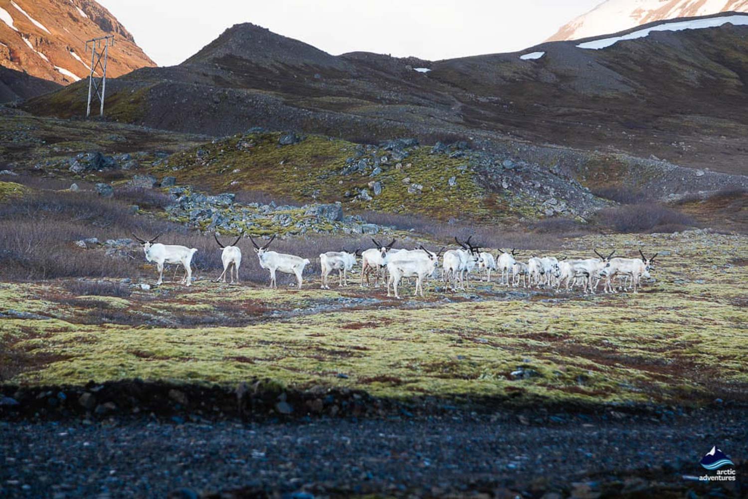 reindeers at Eastfjords of Iceland