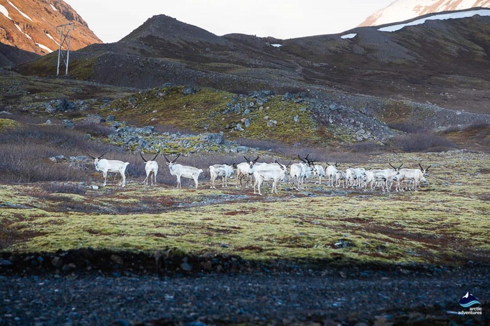 reindeers at Eastfjords of Iceland