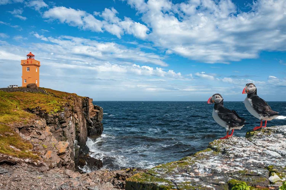Grimsey island Lighthouse and Puffins in Iceland