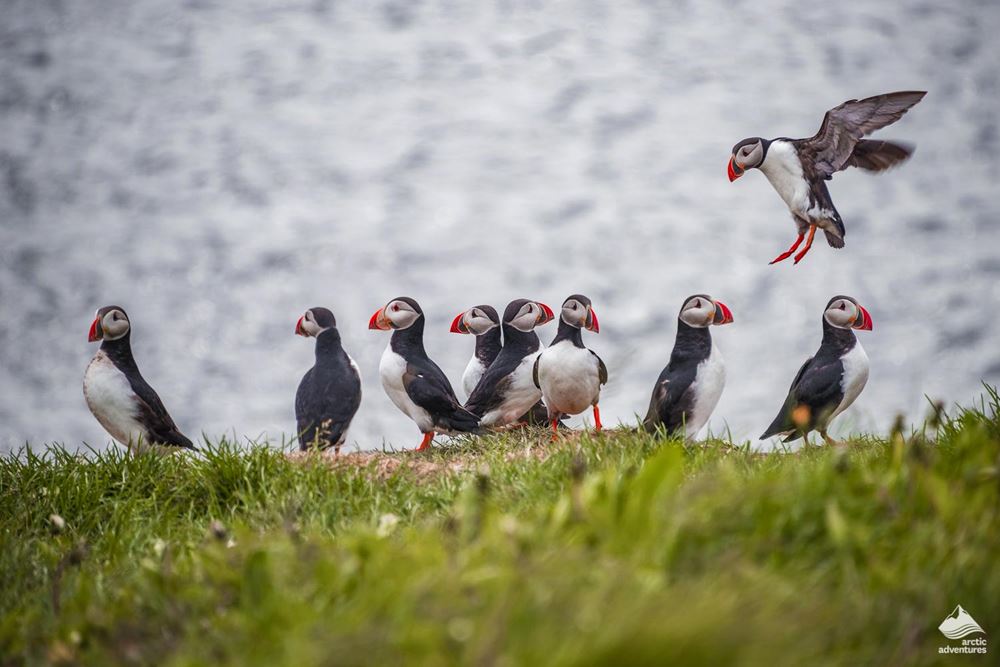 group of Puffins at Grimsey island
