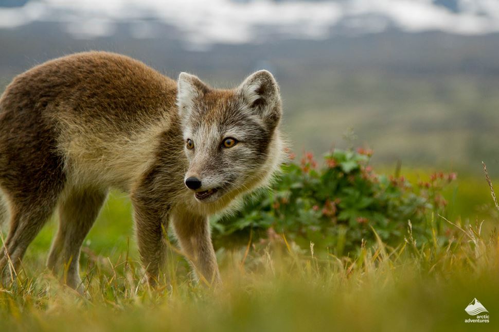 Arctic Fox at Hornstrandir nature reserve