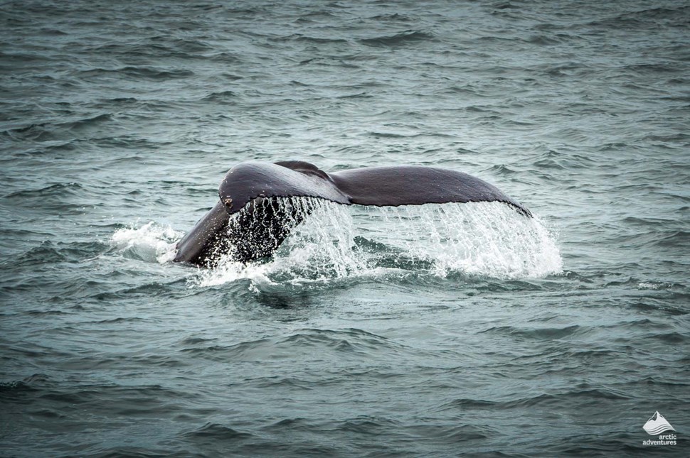 whale watching tour in Husavik village