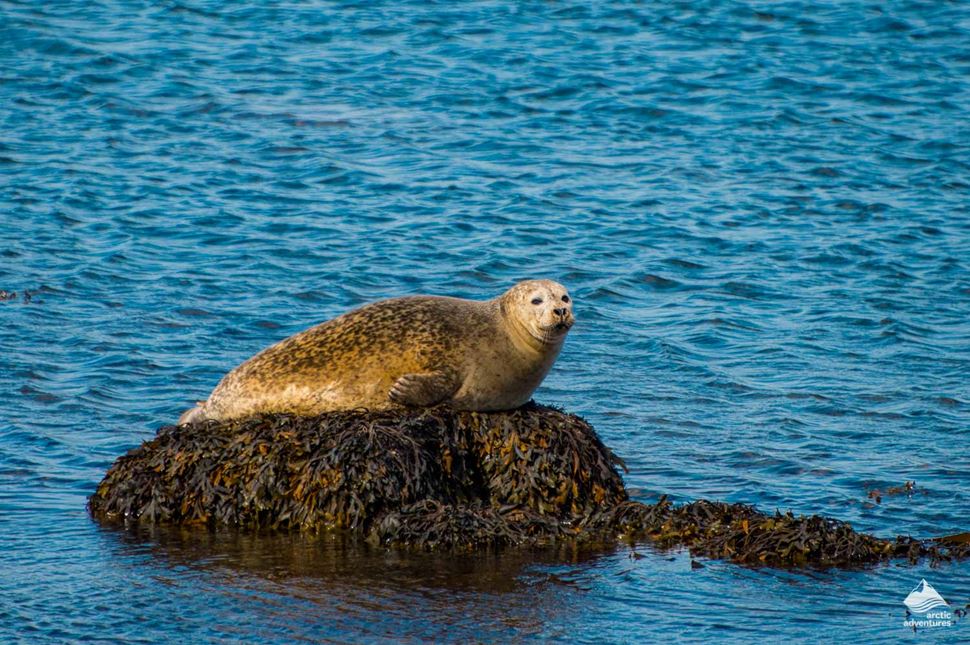 Icelandic seal above the sea