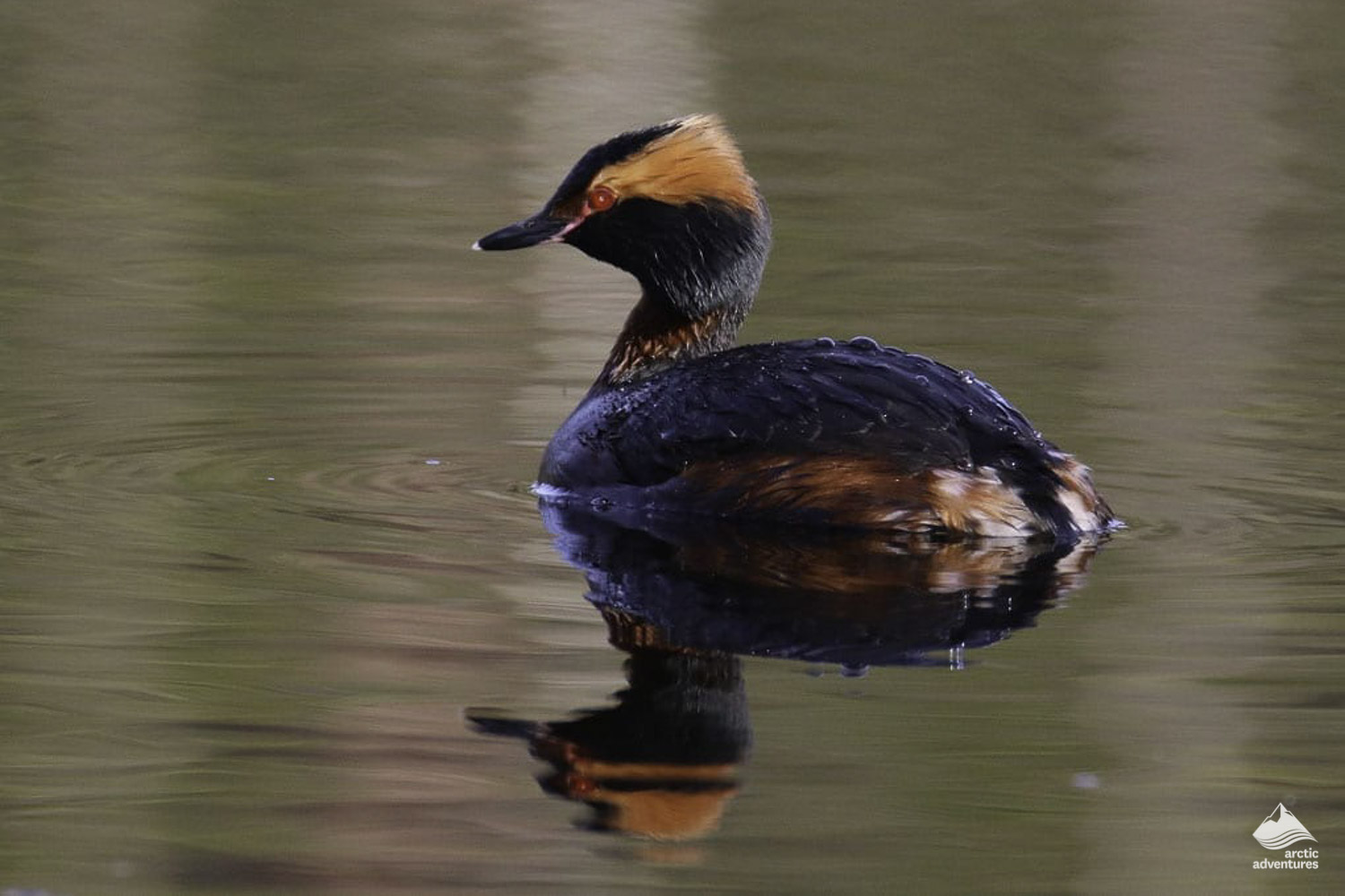Florgodi bird in Iceland