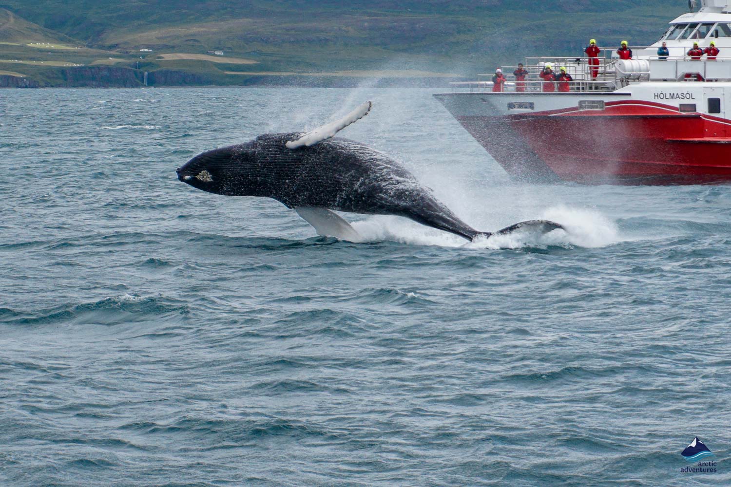 whale watching in Dalvik
