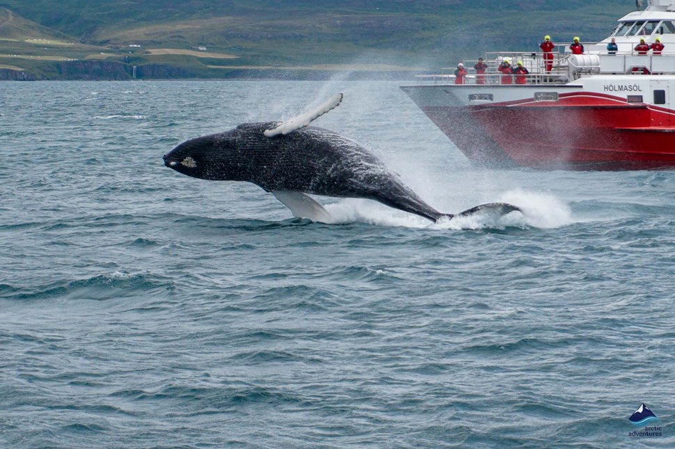 whale watching in Dalvik
