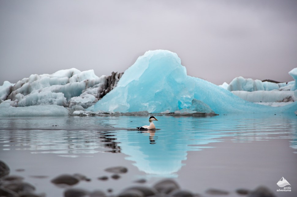 Jokulsarlon Glacier Lagoon in Iceland