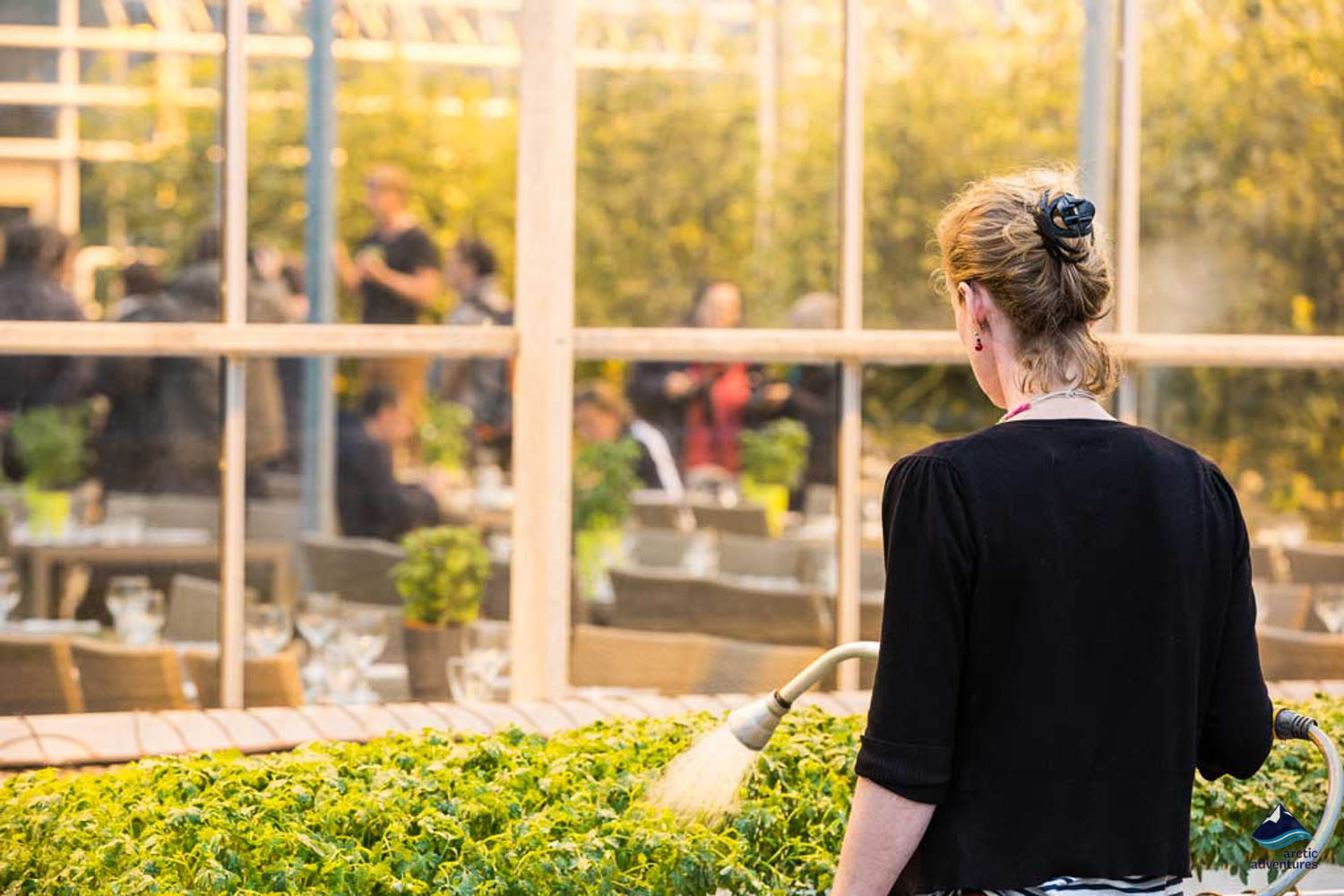 woman watering tomatoes in Fridheimar farm