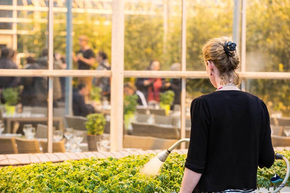 woman watering tomatoes in Fridheimar farm