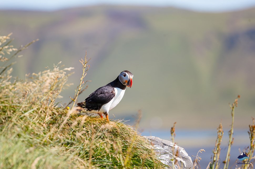 Puffin in the beach of Iceland