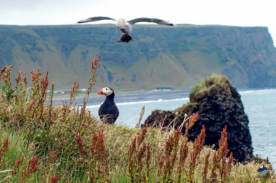 Puffins on the Black sand Beach in Iceland 