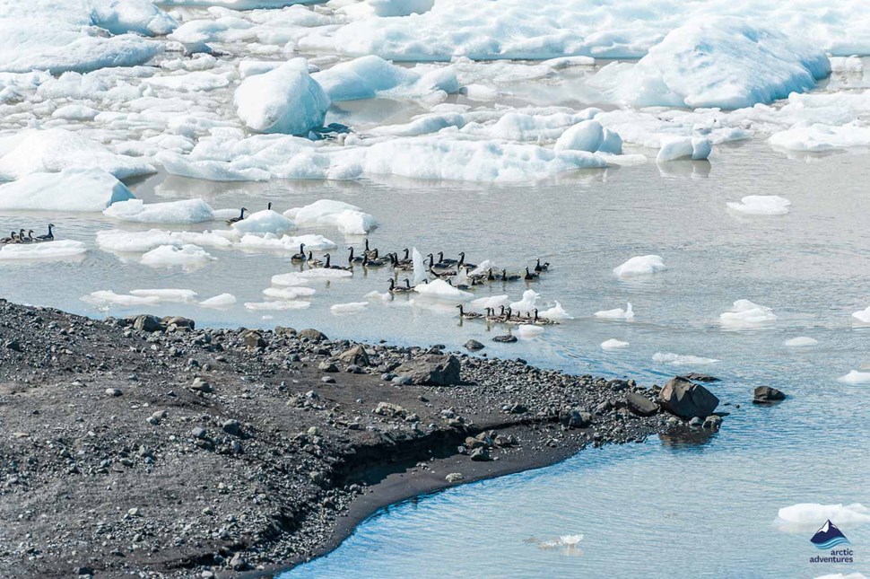 Arctic ducks in Iceland at Fjallsarlon Lagoon