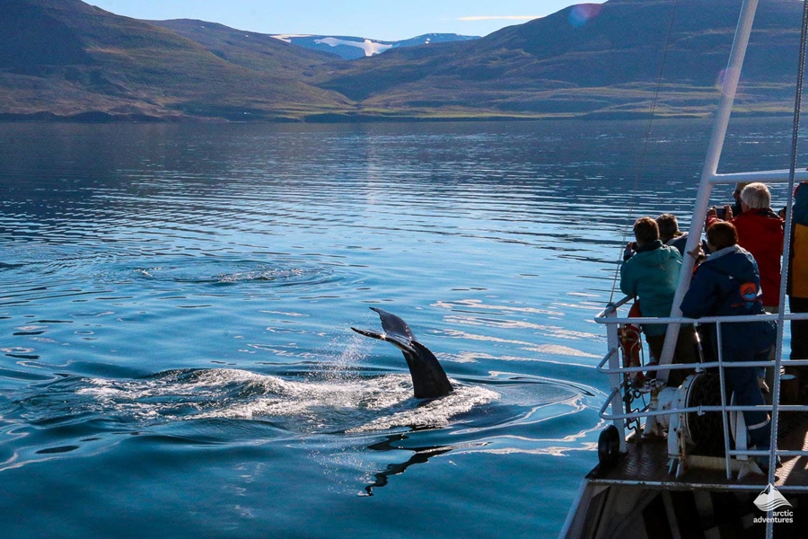 Whale Watching in Dalvik 