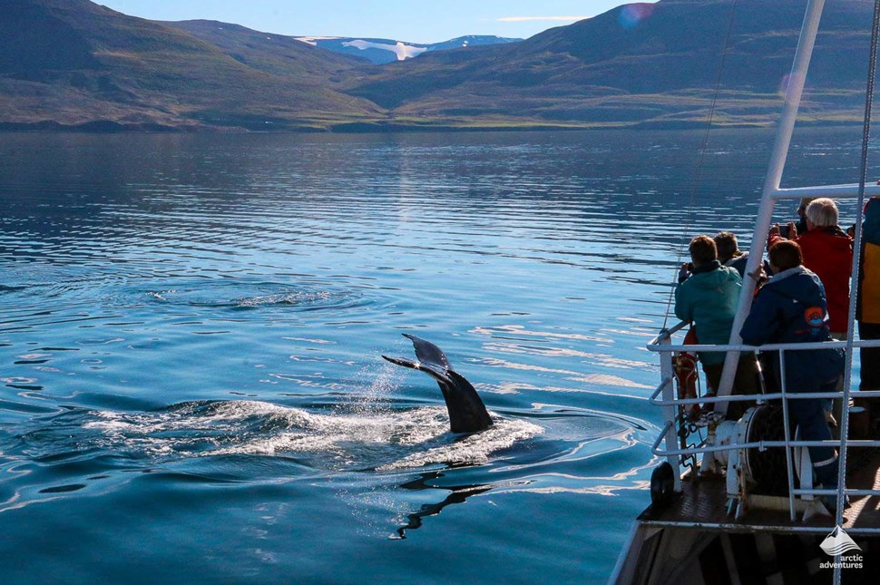Whale Watching in North of Iceland