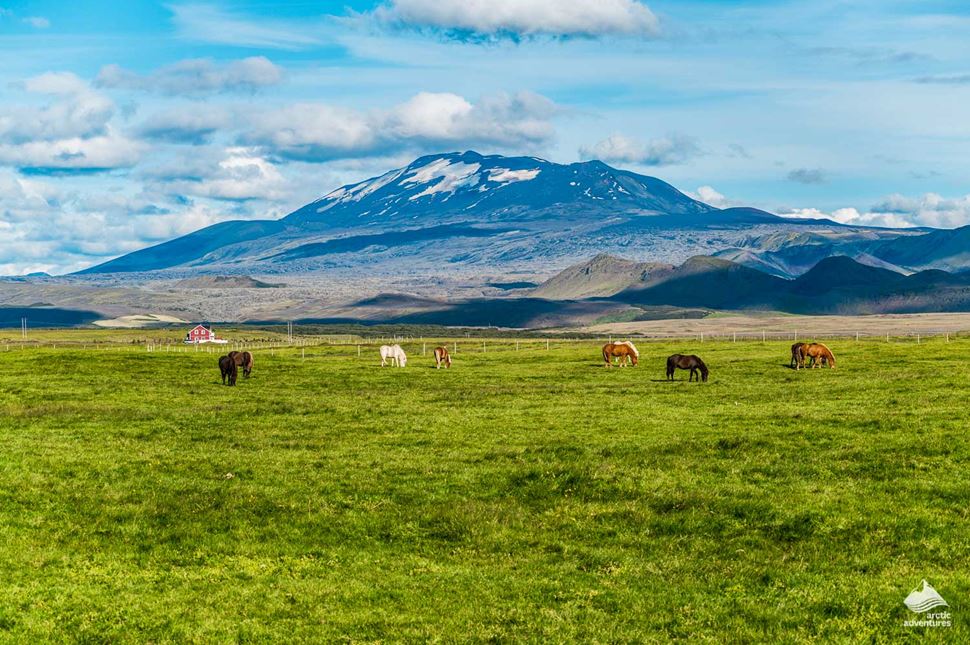 Icelandic horses in the field near Hekla volcano