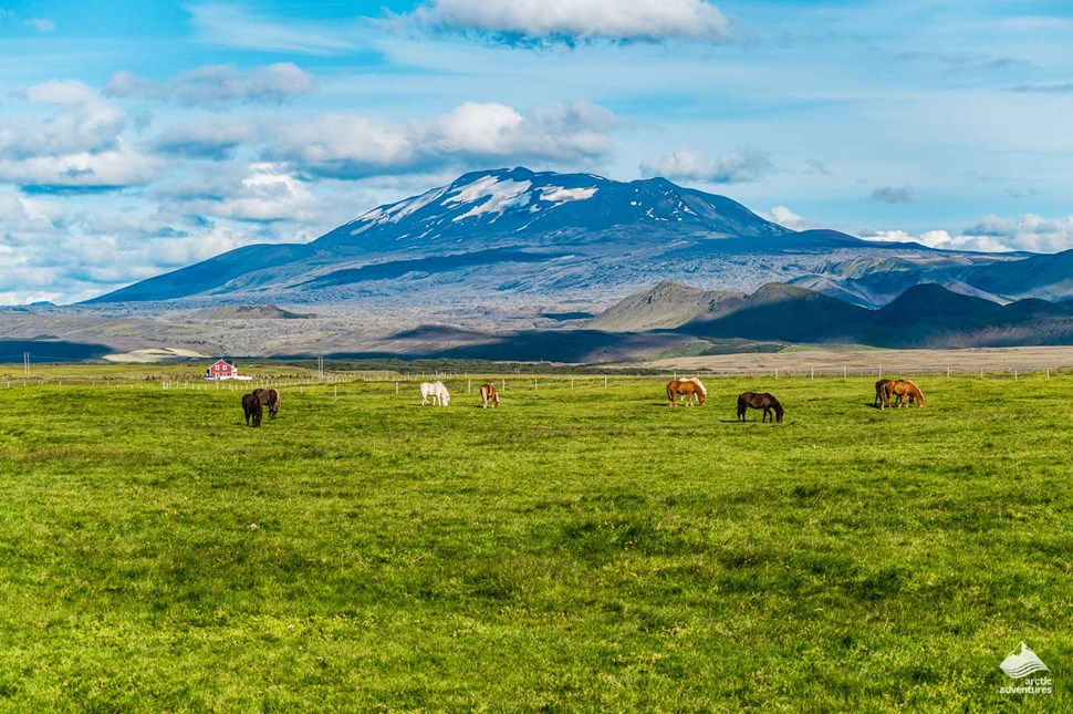 Icelandic horses in the field near Hekla volcano