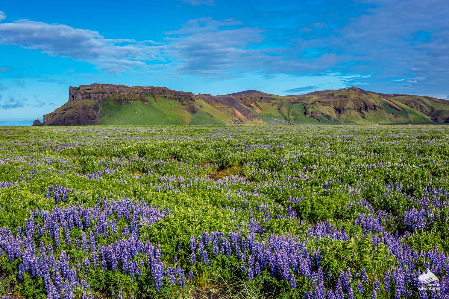 Hjorleifshofdi of South Iceland in summer