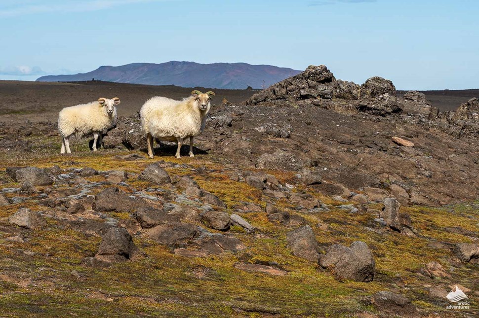 Sheep on rocks in Iceland