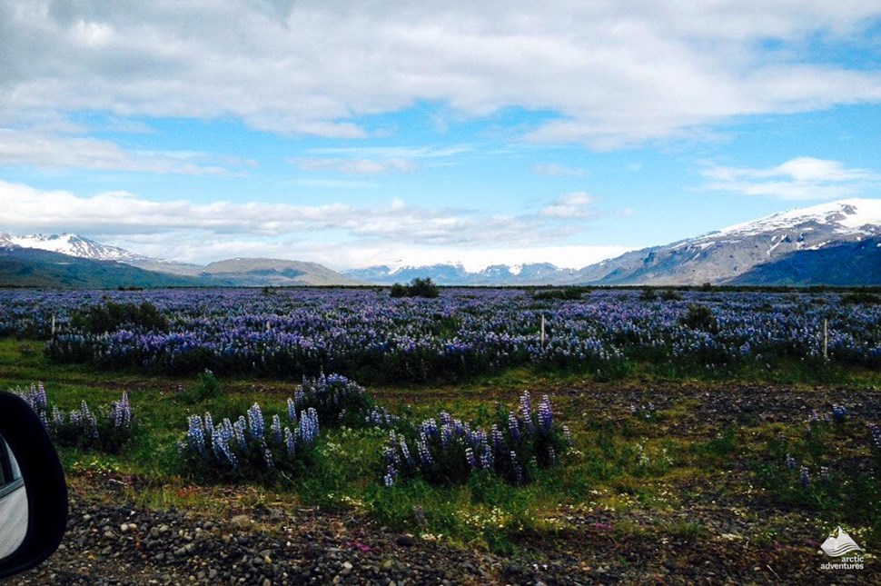 Road To Hvolsvollur by field of flowers