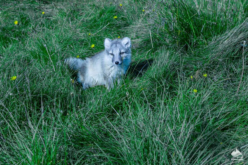 Icelandic Arctic Fox in Westfjords