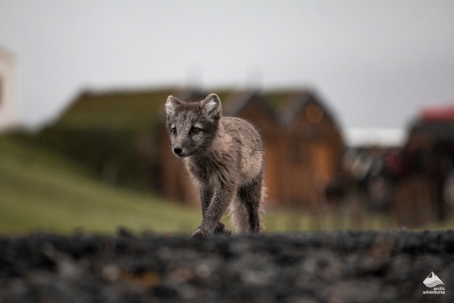 Wild brown arctic fox