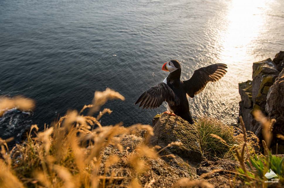 Puffin spreading wings