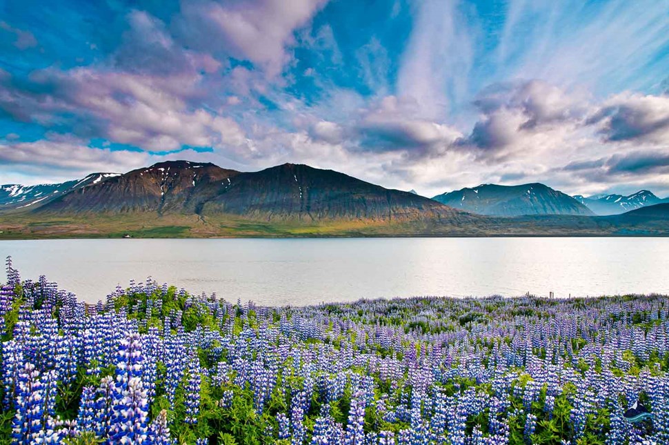 Lupins in Westfjords of Iceland