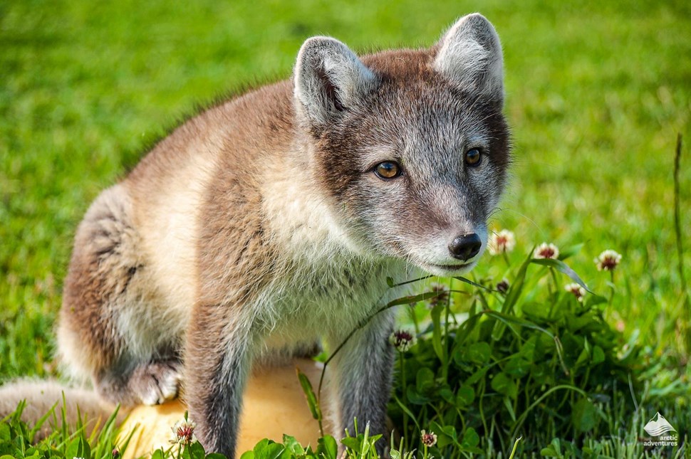 Icelandic Arctic Fox