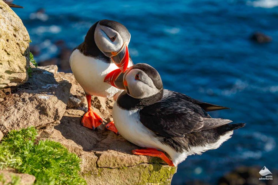 Puffins couple on the cliff