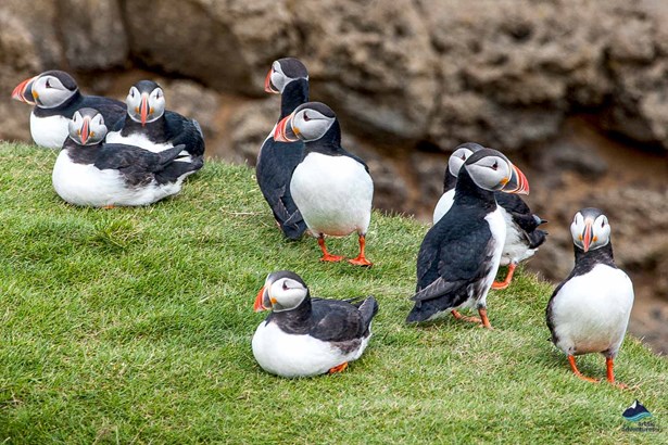 group of Puffins in Iceland