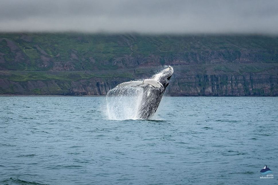 photographing whales in iceland dalvik
