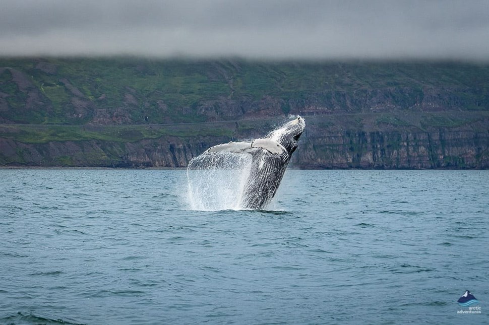 photographing whales in iceland dalvik