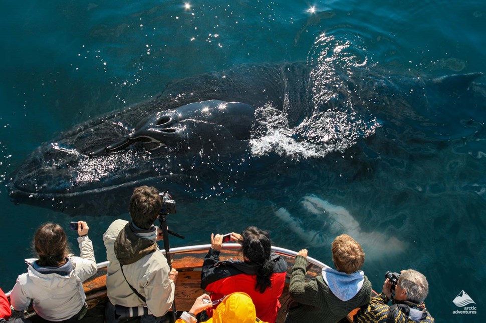 whale watching in Dalvik, Iceland