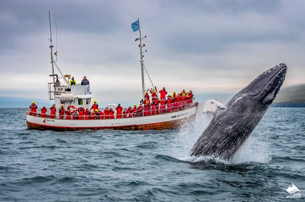 people watching whales from boat in Iceland