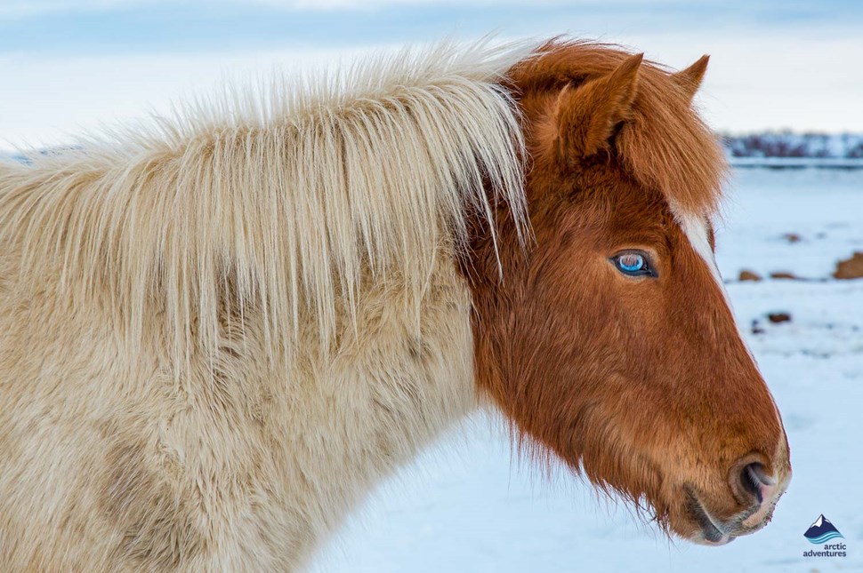 Icelandic brown horse with blue-colored eyes and blonde mane