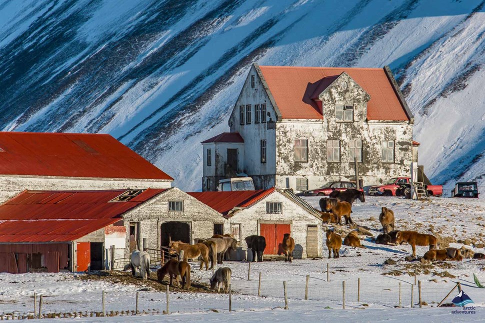 Illustration of Icelandic horse farm