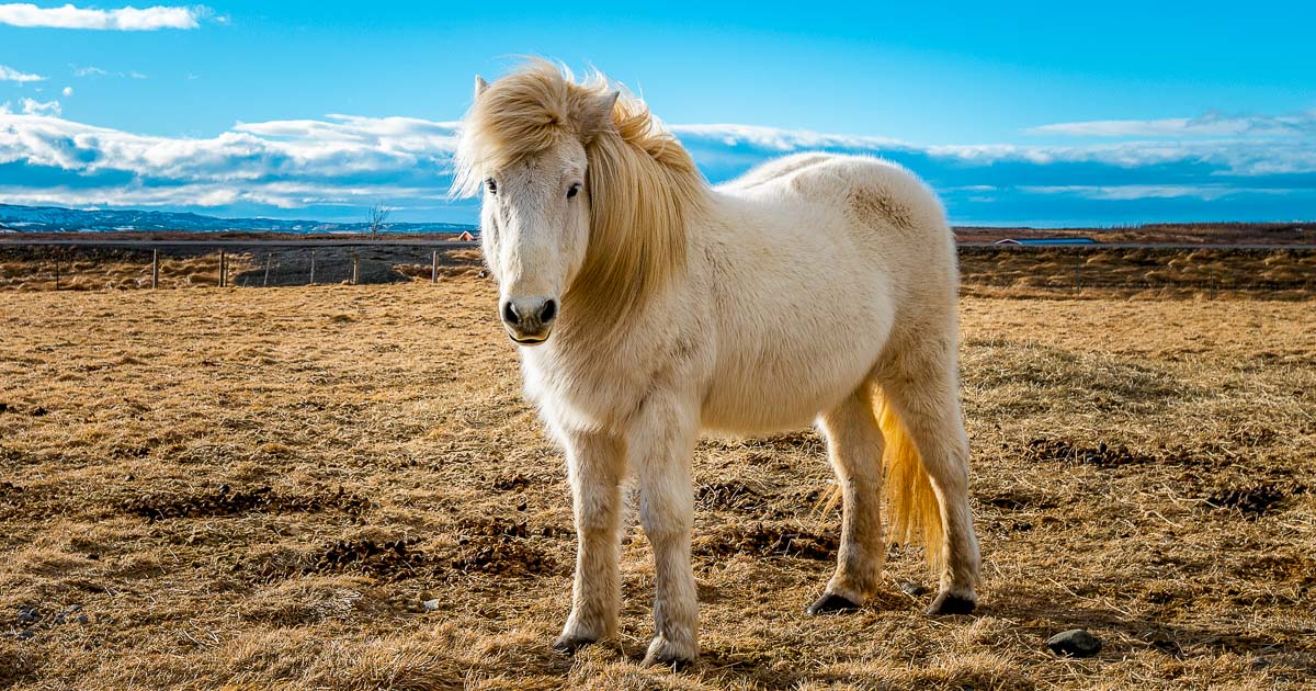 social-media-icelandic-horse.jpg