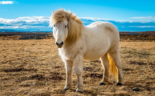 The Icelandic Horse: What Makes It So Unique?