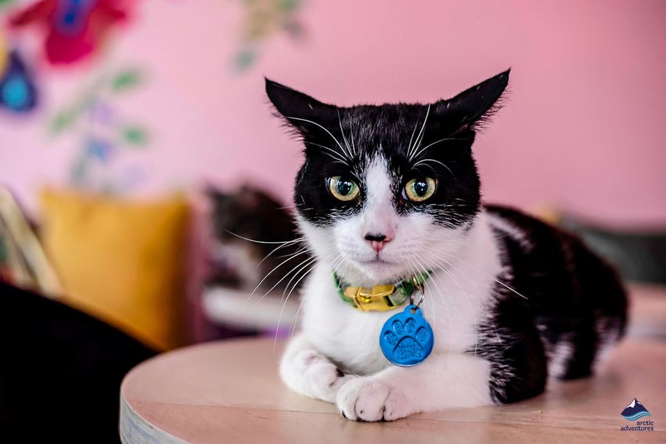 The Ultimate Guide to Iceland Vegan Food Arctic Adventures The Ultimate Guide to Iceland Vegan Food Arctic Adventures