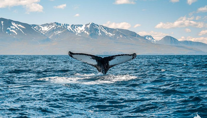 Humpback Whale in Dalvik