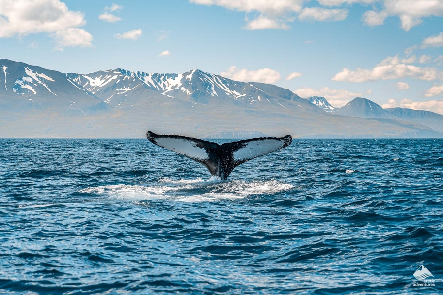 Humpback Whale in Iceland