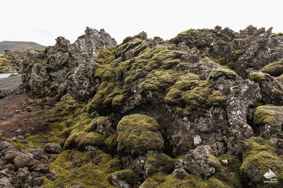 Lava Field in Iceland