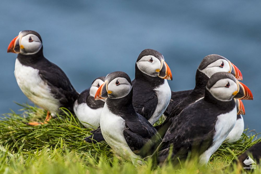 Puffins Family