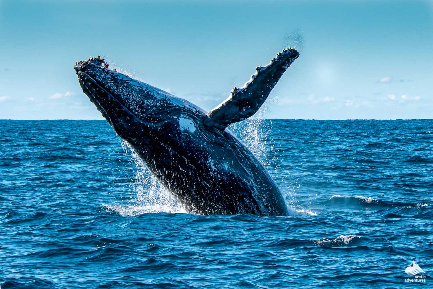 Humpback Whale