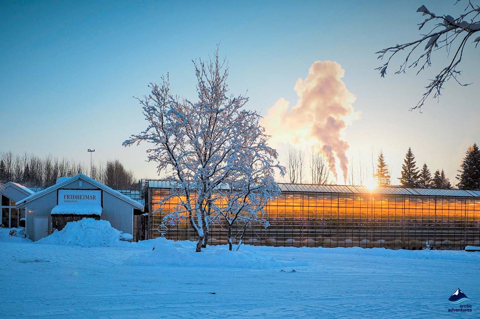 Fridheimar tomato farm in winter