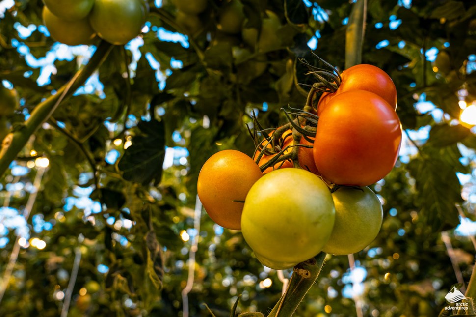 Tomatoes at Fridheimar farm in Iceland